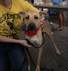 adoptable Dog in New York, NY named Lox