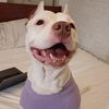 adoptable Dog in New York, NY named Suki *courtesy post*