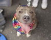 adoptable Dog in New York, NY named Mimi