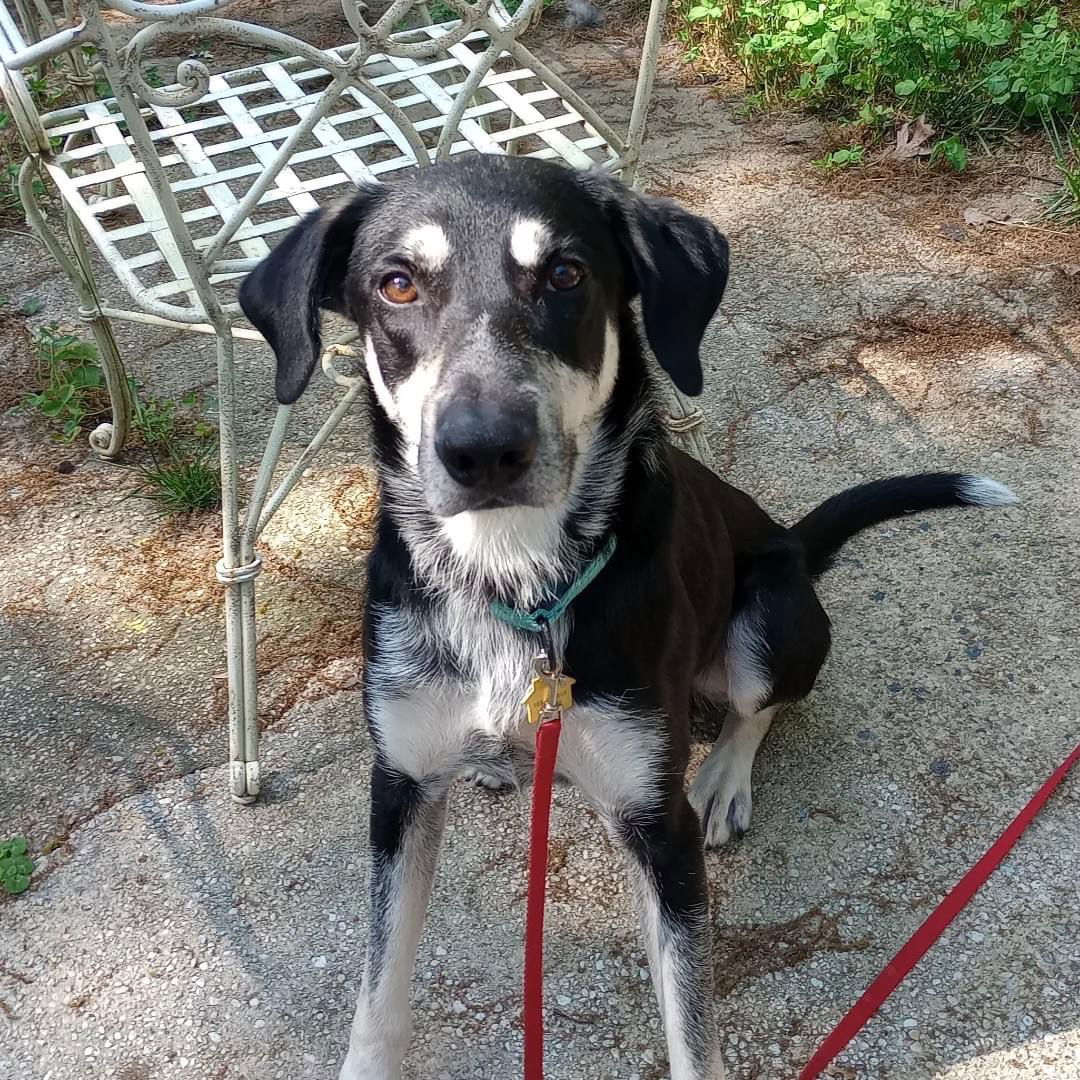 adoptable Dog in New York, NY named Pretzel