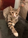 adoptable Cat in New York, NY named Franky *SPONSORED ADOPTION FEE*