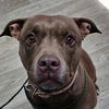 adoptable Dog in New York, NY named Merry *FOSTER NEEDED*