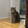 adoptable Cat in New York, NY named Clover  *sponsored adoption fee*