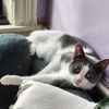 adoptable Cat in New York, NY named Bambi *sponsored adoption fee*