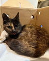 adoptable Cat in  named Maggie *SPONSORED ADOPTION FEE*