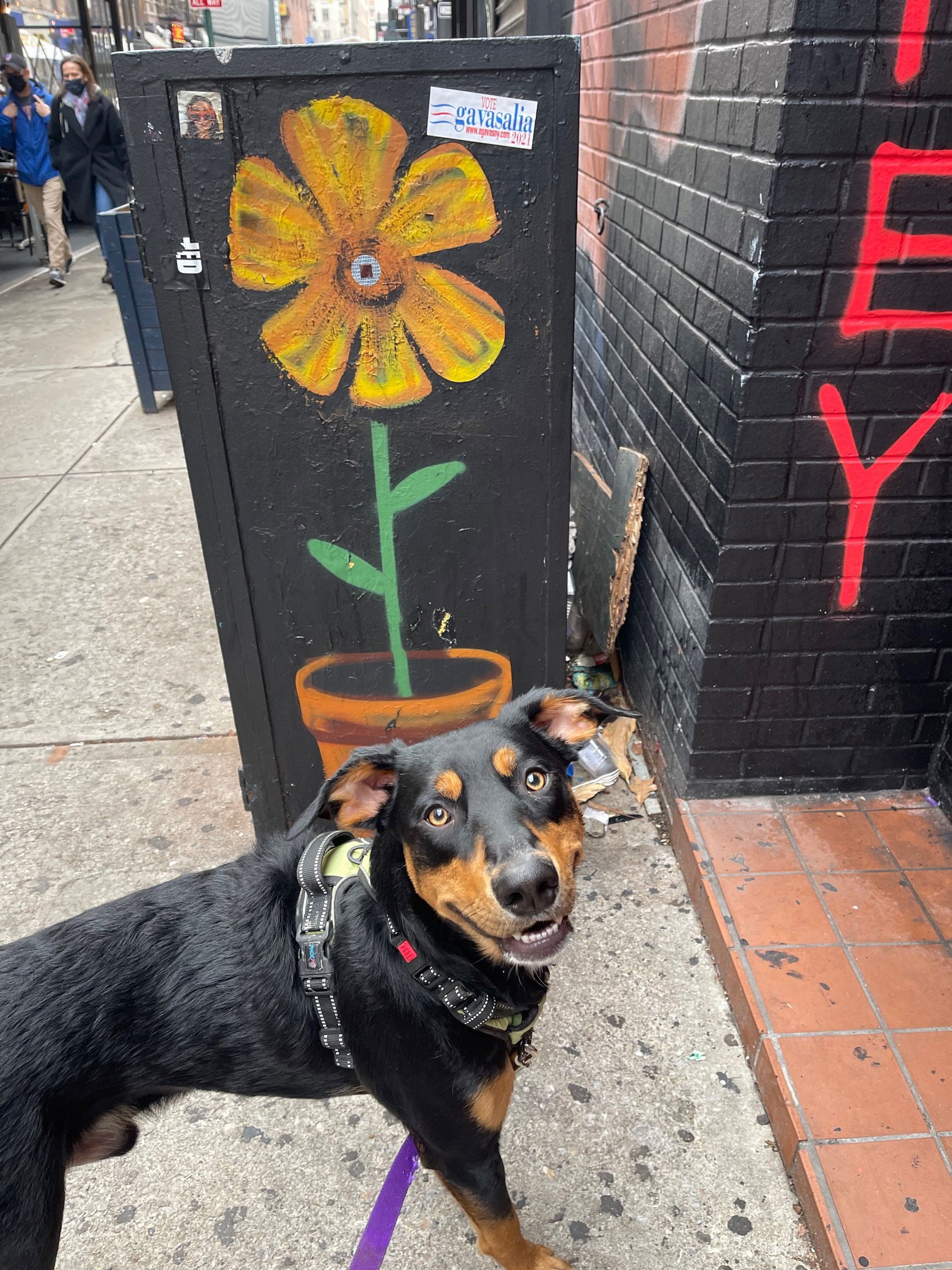 adoptable Dog in New York, NY named Pavy