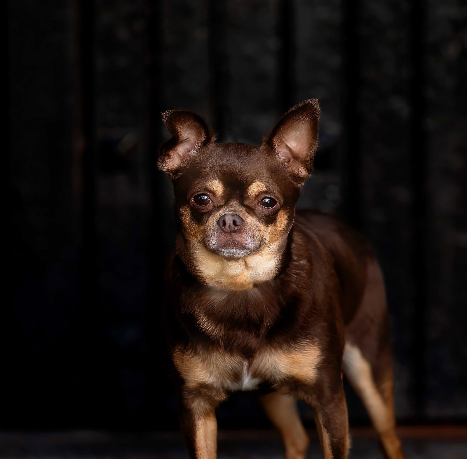 adoptable Dog in Decatur, IL named Neon