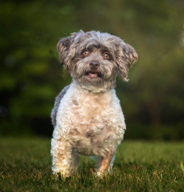 adoptable Dog in Decatur, IL named Rizzo