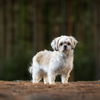 adoptable Dog in Decatur, IL named Pearl