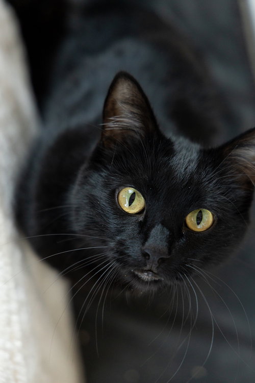 THOMAS - Domestic Short Hair available for adoption