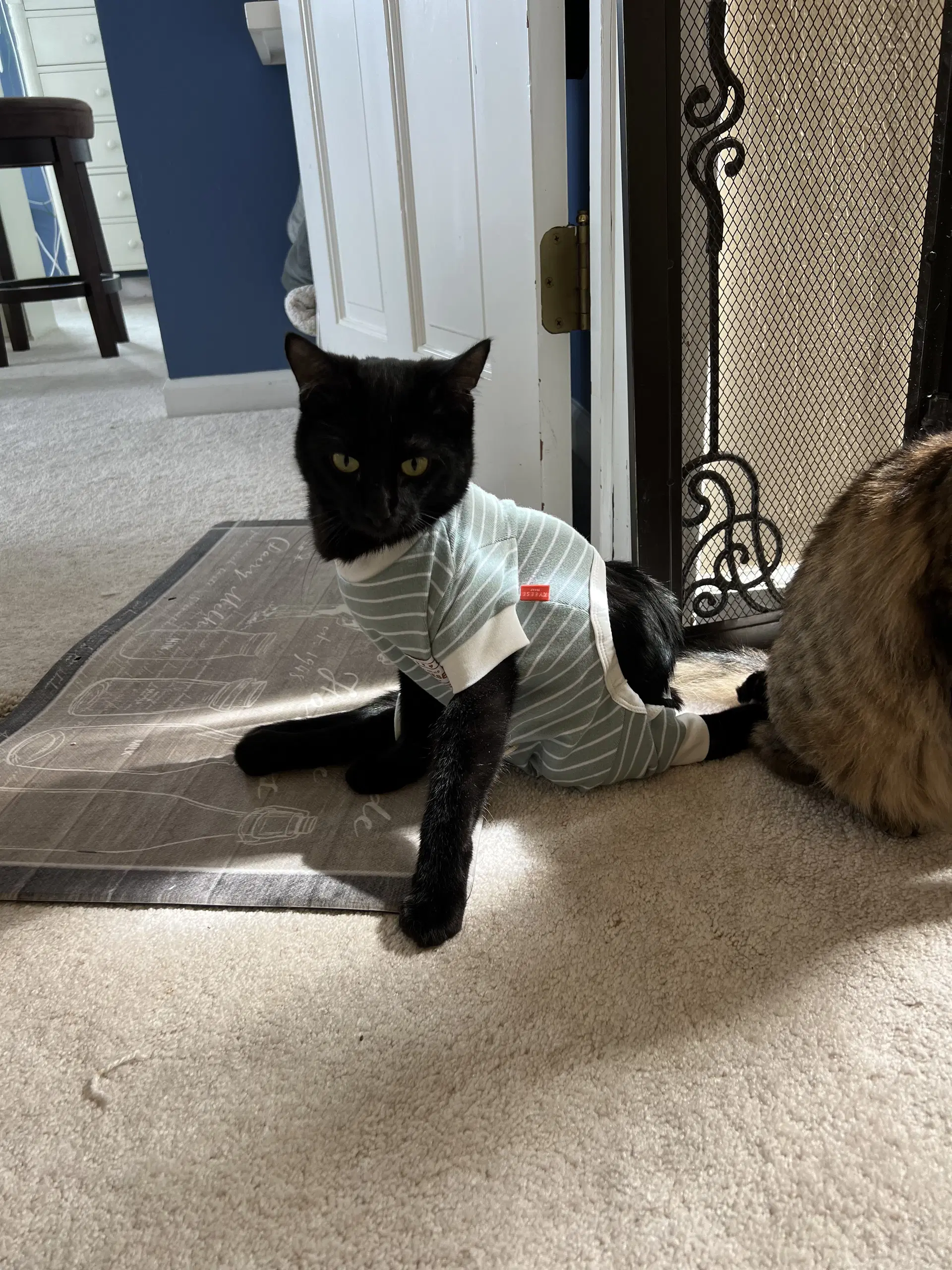 Thomas - Domestic Short Hair