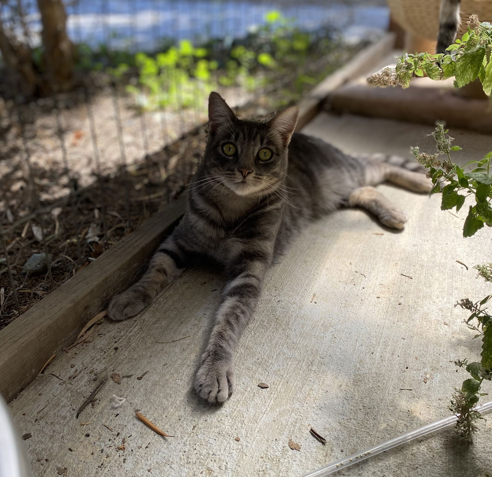 adoptable Cat in Danville, CA named Ava