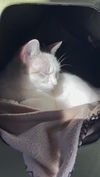 adoptable Cat in Danville, CA named Salt