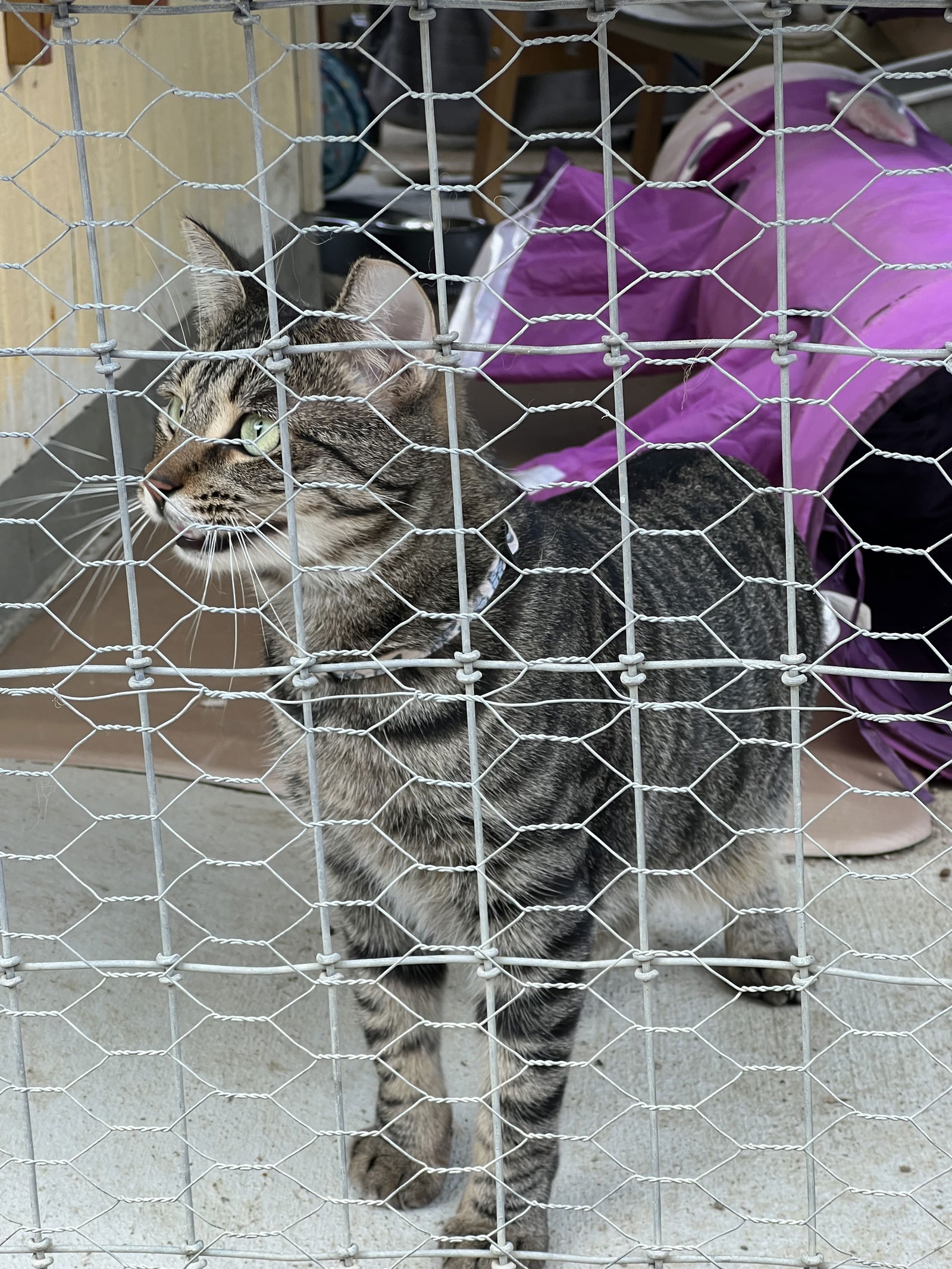 adoptable Cat in Danville, CA named Sally