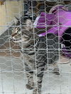 adoptable Cat in  named Sally