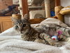 Suzi - Photo 3