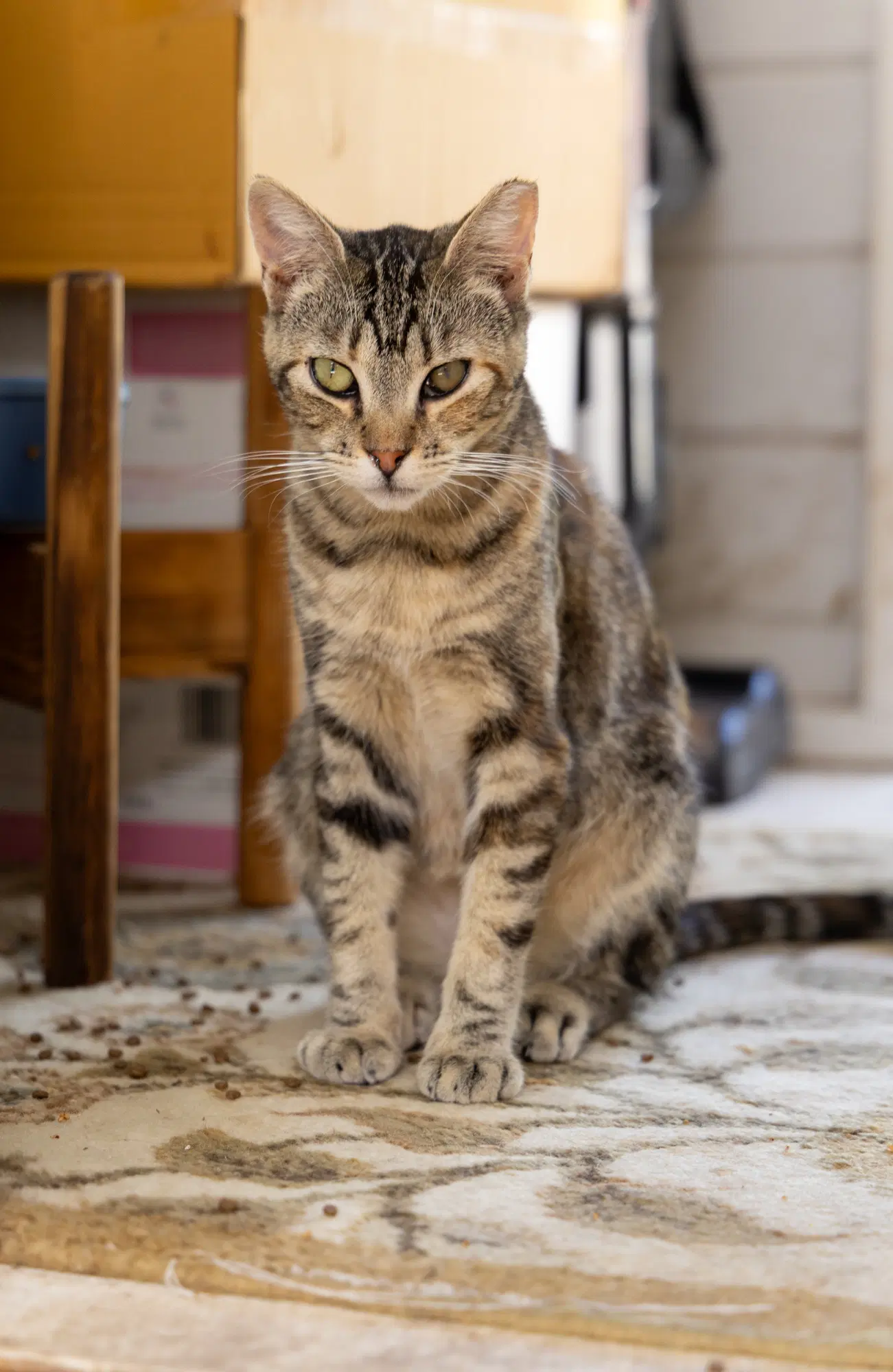 Suzi - Domestic Short Hair