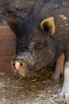 adoptable Pig in  named Boston