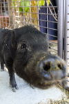 adoptable Pig in  named Princeton
