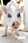 adoptable Pig in  named Savannah