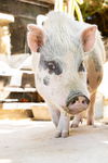adoptable Pig in danville, CA named Trenton