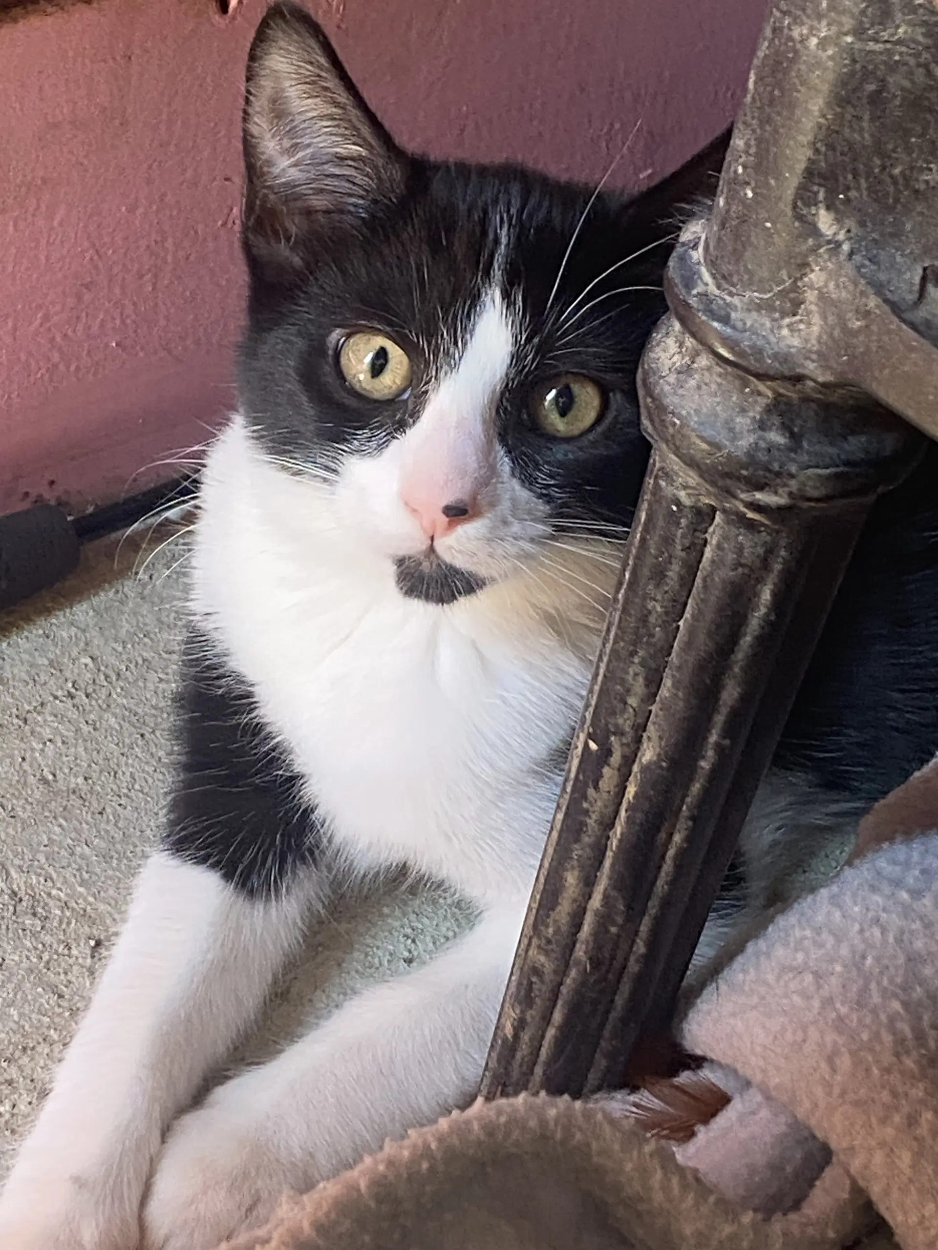 Sadie - Domestic Short Hair