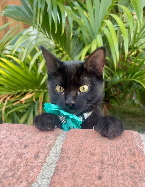 picture of the cat needing adoption