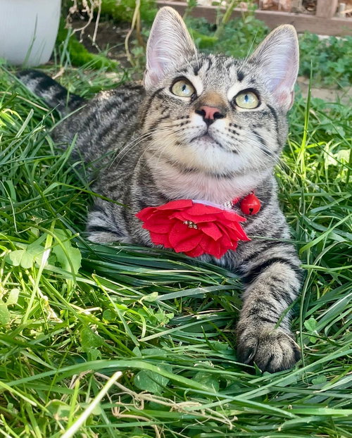 picture of the cat needing adoption