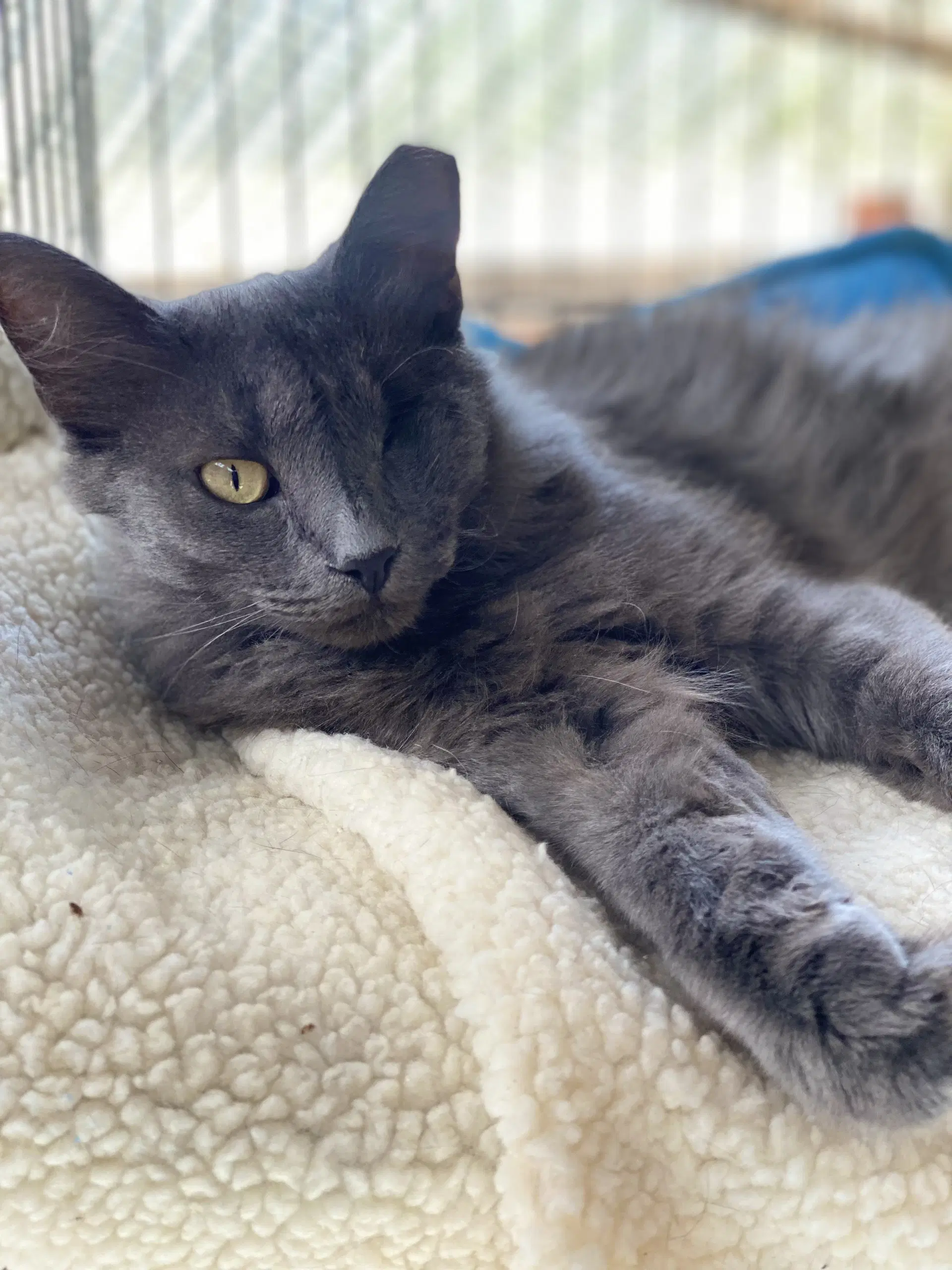 Athena - Domestic Medium Hair