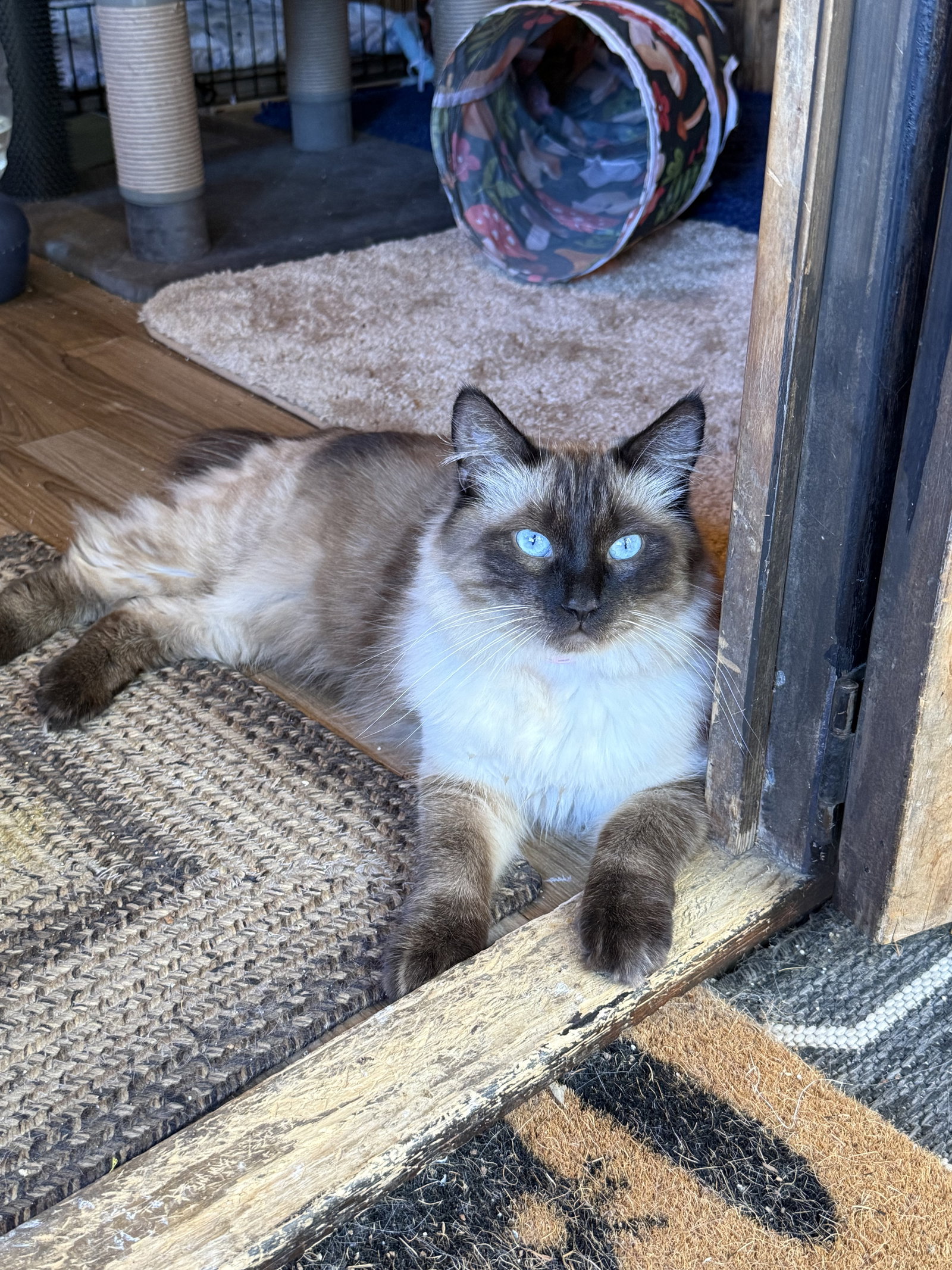 Mochi, photo 2