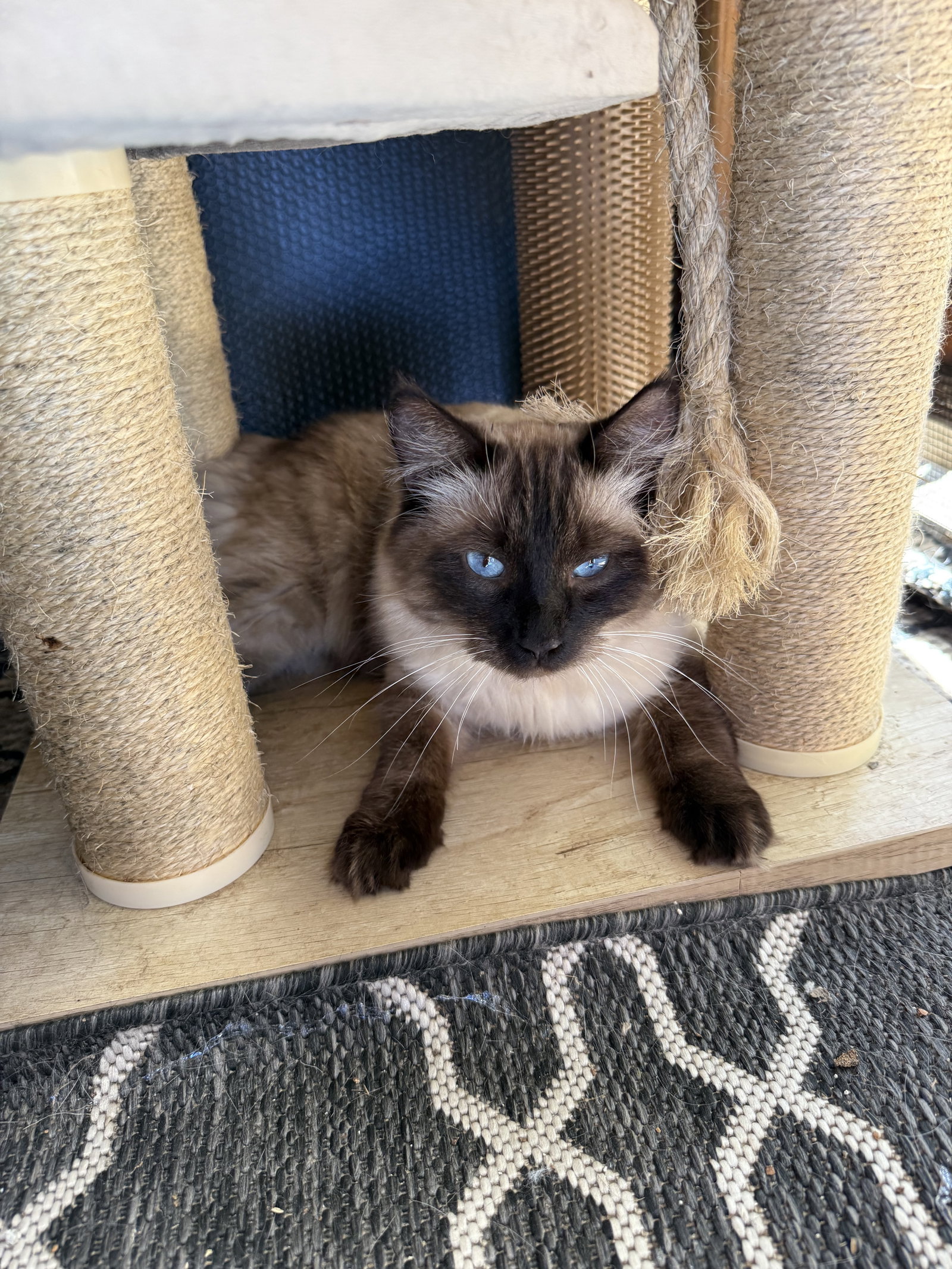 Mochi, photo 3