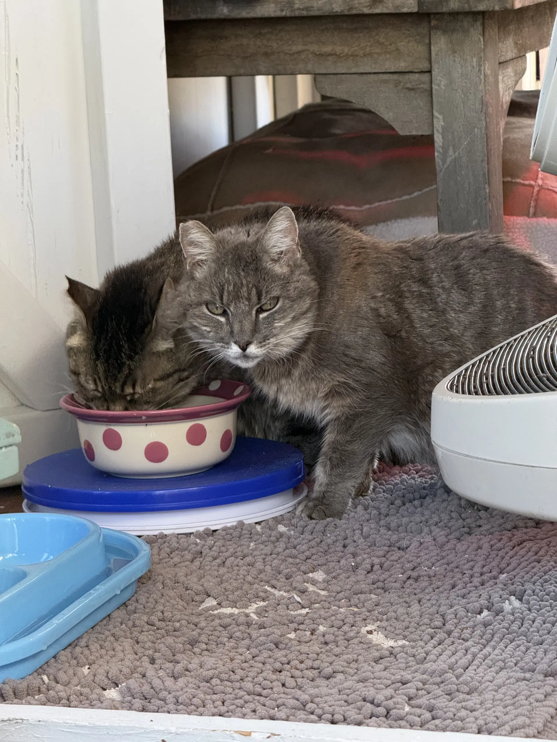 Belle - Domestic Medium Hair