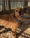 adoptable Dog in Huntsville, AL named Cody