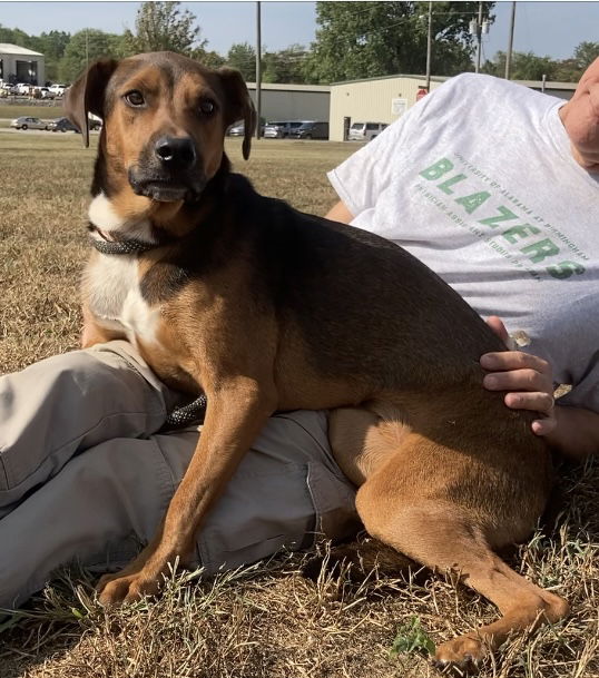 adoptable Dog in Huntsville, AL named Oscar