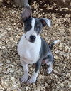 adoptable Dog in , AL named Annie