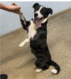 adoptable Dog in Huntsville, AL named Bunny