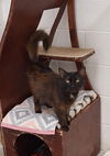 adoptable Cat in Huntsville, AL named Foxy