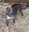 adoptable Dog in Huntsville, AL named Violet