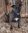 adoptable Dog in Huntsville, AL named Zoe