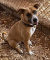 adoptable Dog in , AL named Rosie