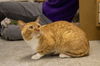 adoptable Cat in , AL named Rusty