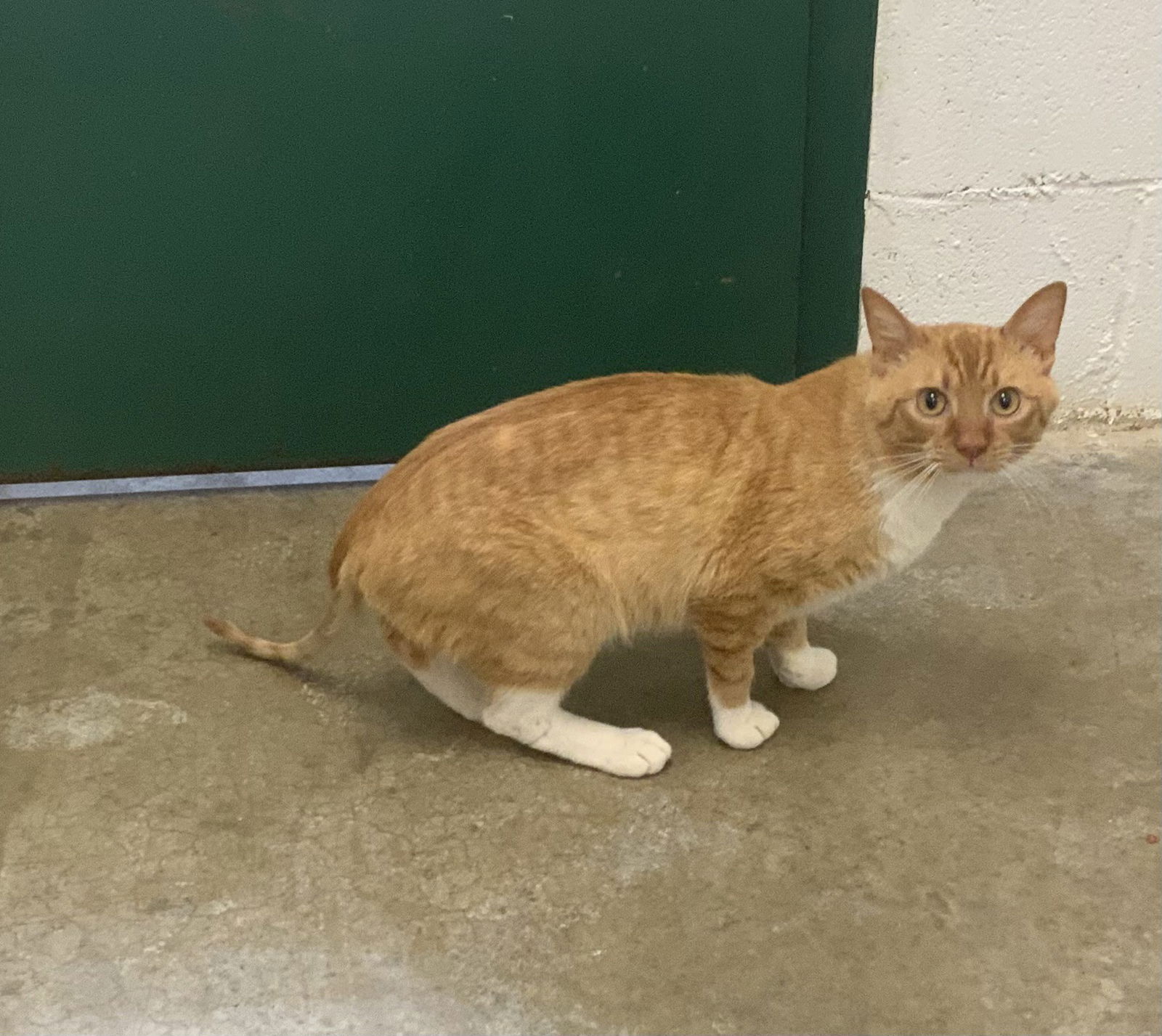 adoptable Cat in Huntsville, AL named Tango