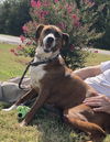 adoptable Dog in , AL named Rocky