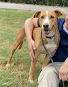 adoptable Dog in  named Toby