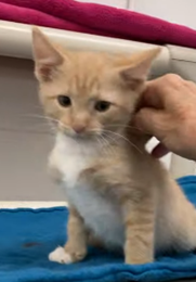 adoptable Cat in Huntsville, AL named Jasper