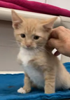 adoptable Cat in , AL named Jasper