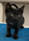 adoptable Cat in , AL named Dante