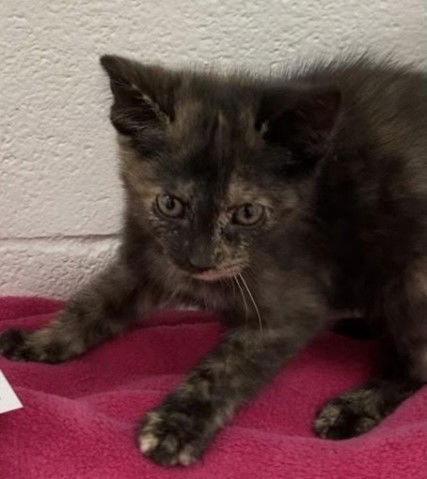 adoptable Cat in Huntsville, AL named Poppy