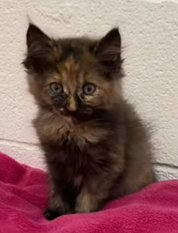 adoptable Cat in Huntsville, AL named Holly