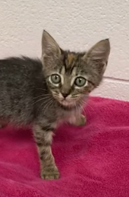 adoptable Cat in Huntsville, AL named Maisy